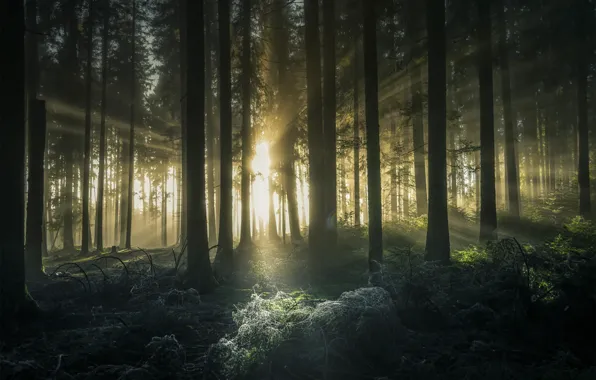 Картинка лес, деревья, лучи солнца