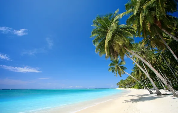 Картинка песок, море, пляж, тропики, пальмы