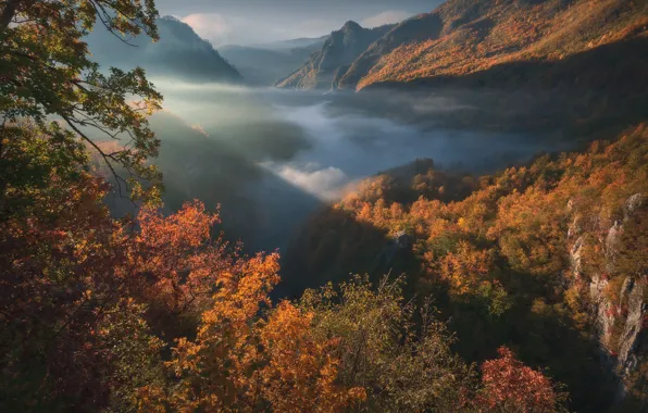 Картинка осень, лес, горы, ущелье, Черногория, Montenegro, Tara River Canyon, Durmitor National Park