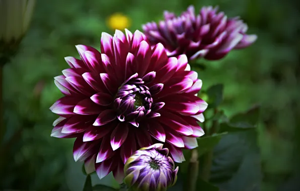 Картинка Цветок, Боке, Bokeh, Macro, Purple flower