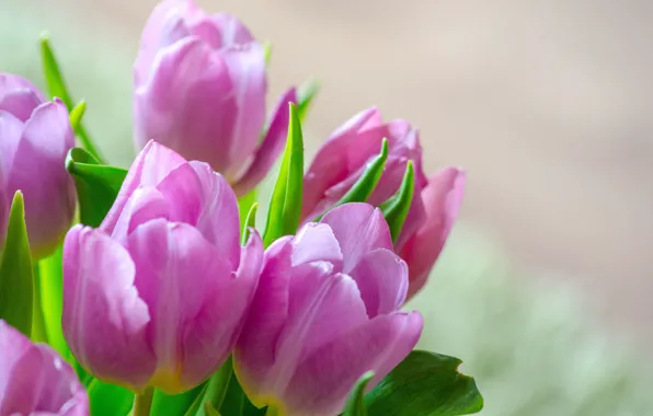 Картинка цветы, букет, тюльпаны, flower, tulips