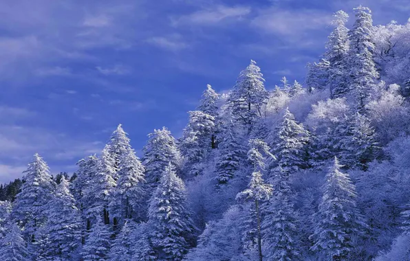 Картинка зима, небо, облака, снег, деревья, пейзаж, ель, склон