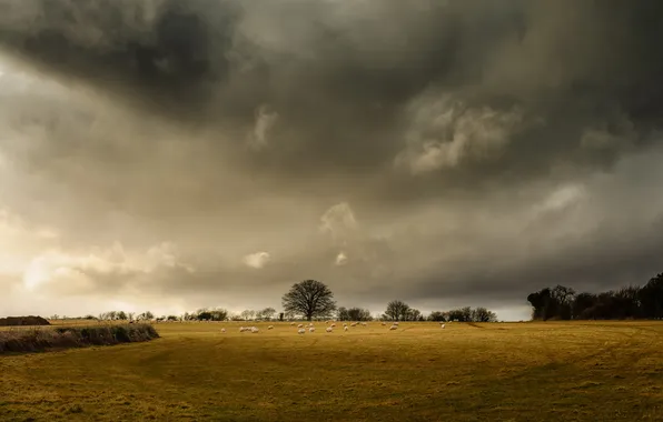 Картинка поле, деревья, овцы, буря, горизонт, ферма, серые облака