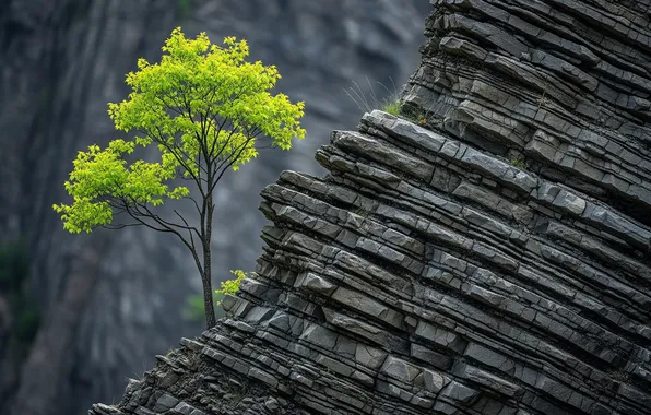 Природа, скала, дерево, обои, wallpaper, rock, nature, tree