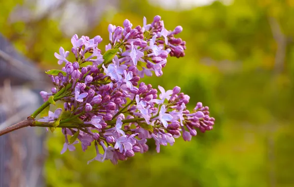 Flower, spring, lilac, twig