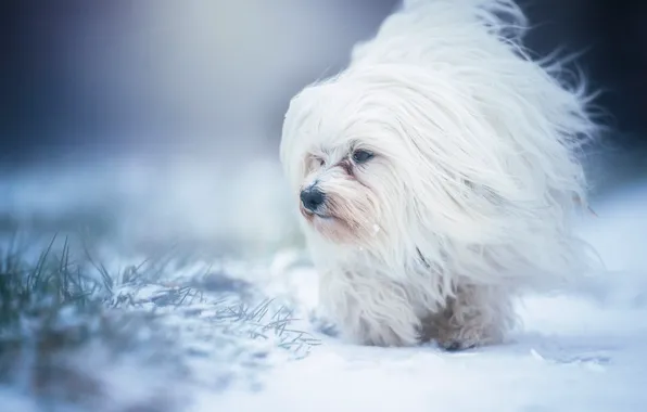 Картинка снег, собака, Гаванский бишон, лохматая