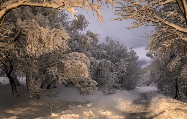 Зима, дорога, лес, снег, деревья, Исландия, Iceland, Коупавогюр