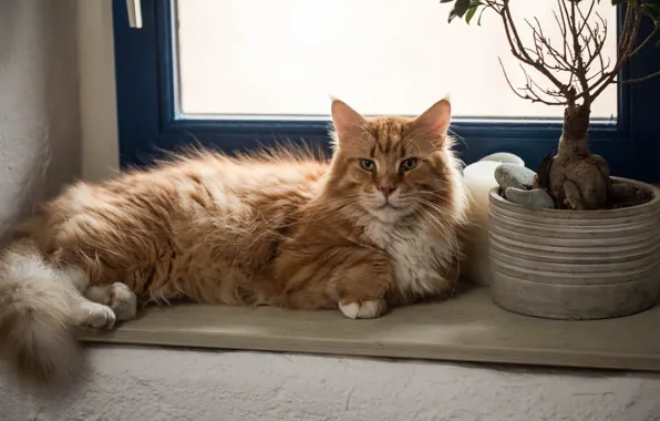 Кошка, кот, взгляд, поза, растение, окно, рыжий, лежит
