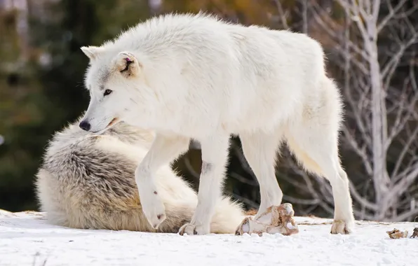 Картинка nature, predator, animal, wolf, wildlife, portrait, portrait., Canis lupus. face