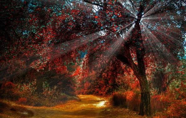 Картинка осень, лес, деревья, краски, тропинка, лучи света