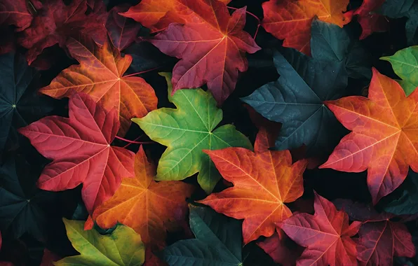 Картинка осень, листья, фон, текстура, colorful, autumn, leaves, maple