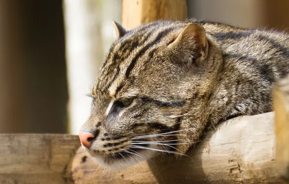 Картинка кошка, кот, морда, профиль, fishing cat, кот рыболов