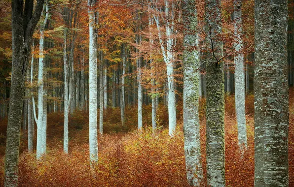 Осень, лес, деревья, природа