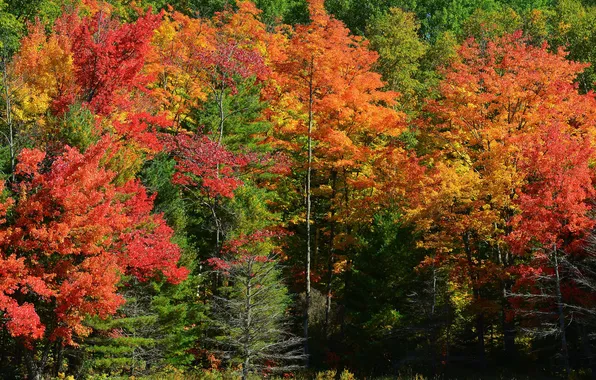 Картинка осень, лес, трава, деревья