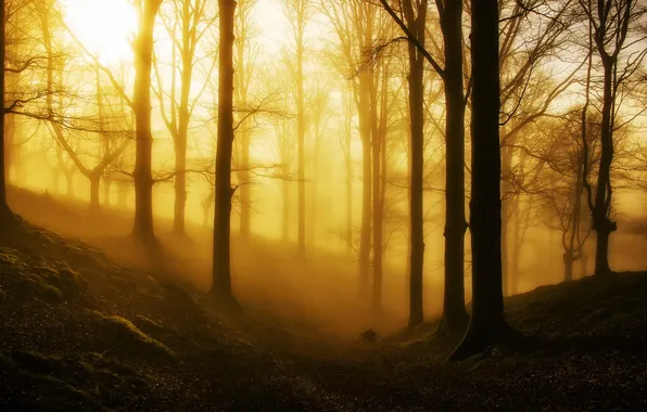 Картинка лес, свет, пейзаж, природа, туман, утро