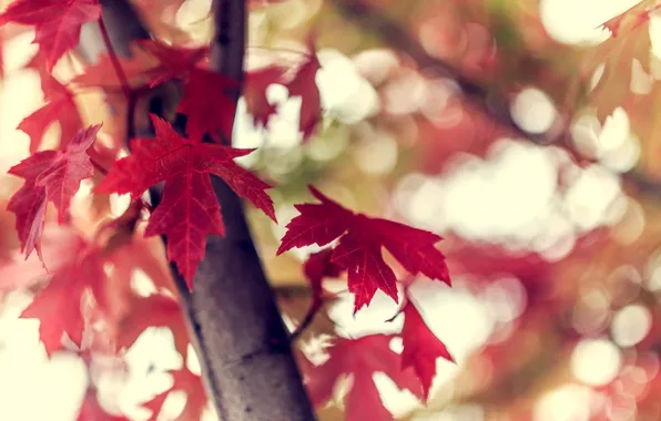 Осень, листья, макро, природа, дерево, ветка, боке, бордовые