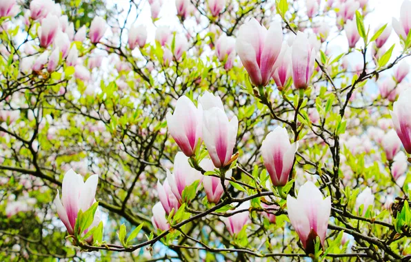 Flower, magnolia, twigs