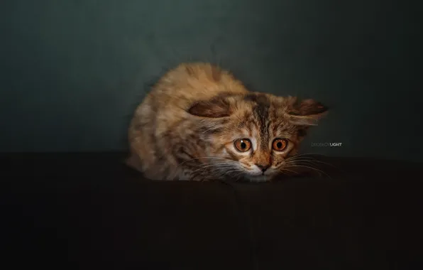 Картинка фон, котёнок, испуганный, котейка, Alexander Drobkov-Light