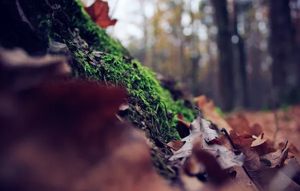 Картинка осень, лес, листья, листва, мох