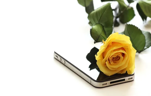Цветок, роза, телефон, желтая