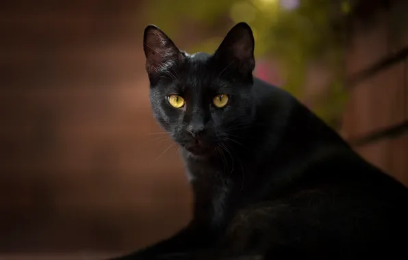 Кошка, кот, взгляд, чёрная кошка