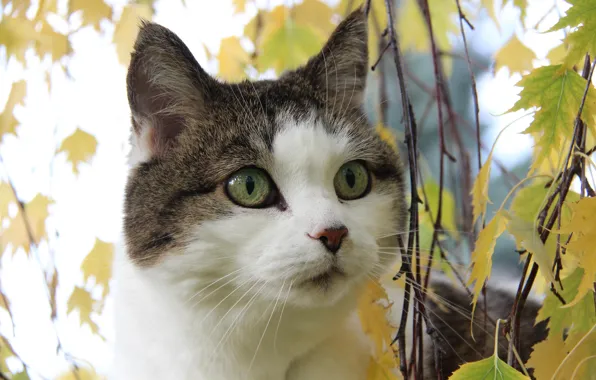 Картинка кошка, кот, взгляд, листья