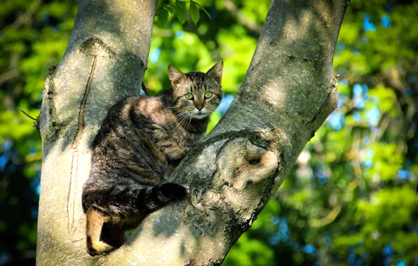 Картинка зелень, кот, деревья