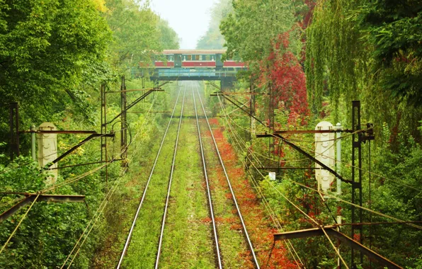 Картинка трава, деревья, рельсы, поезд, вагон
