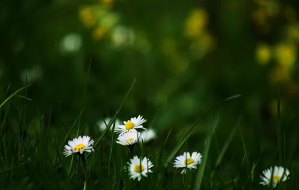 Картинка лето, трава, цветы, природа, обои, поляна, ромашки, цветение