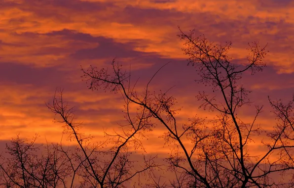 Картинка зима, небо, деревья, Природа, утро, силуэт, sky, trees