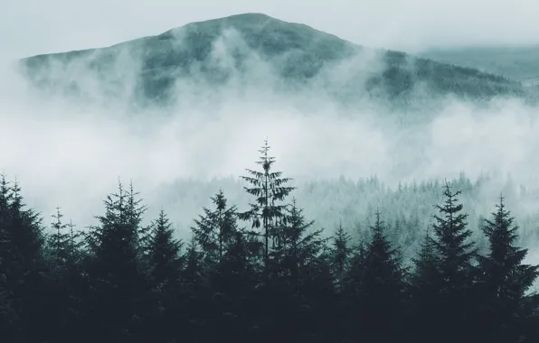 Картинка лес, природа, туман, гора