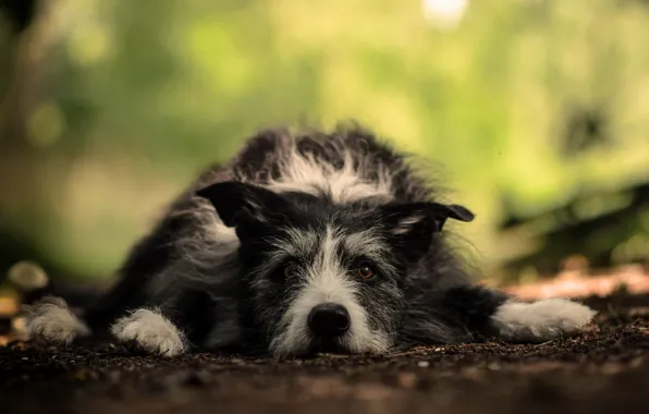 Взгляд, друг, собака