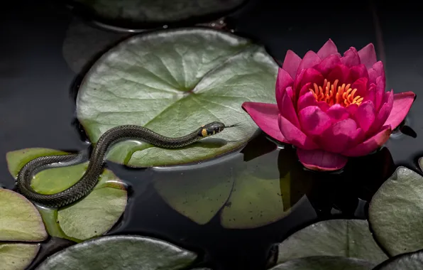 Картинка цветок, листья, вода, пруд, змея, водяная лилия, обыкновенный уж