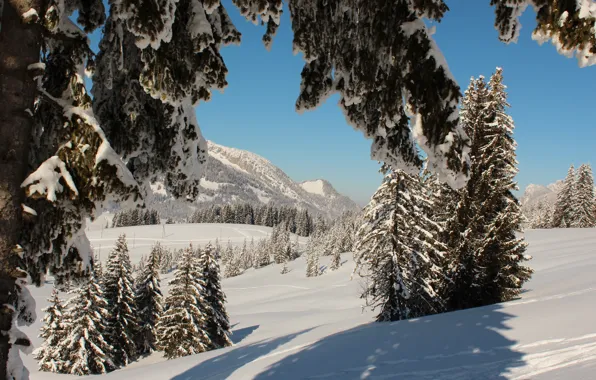 Картинка зима, снег, деревья, природа, фото, ель, Швейцария, Lucerne