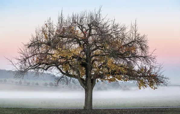 Картинка осень, туман, дерево
