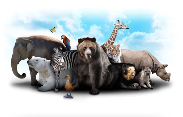 Картинка небо, облака, тигр, звери, бабочка, слон, медведь, жираф
