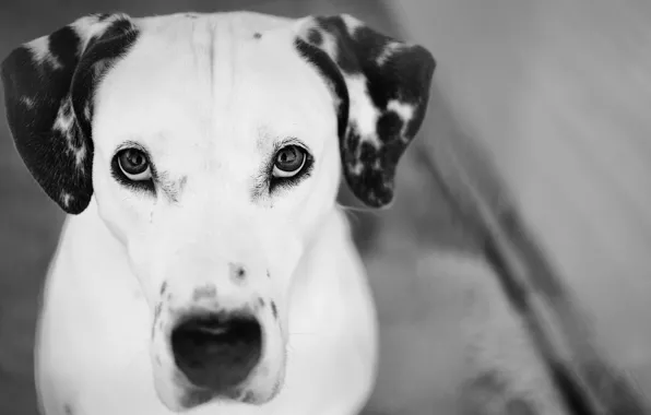 Black and white, look, Photography, Dalmatian