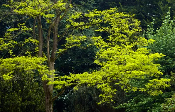 Зелень, листья, green, Деревья, trees, leaves