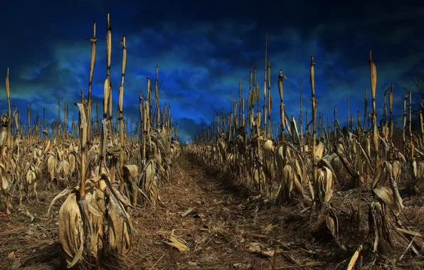 Картинка поле, небо, кукуруза