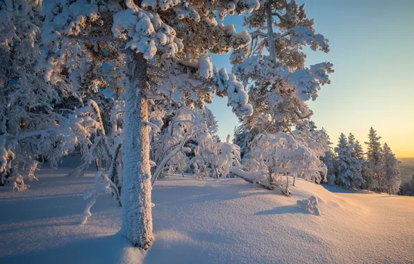 Зима, лес, снег, деревья, сугробы, тайга, Финляндия, Finland