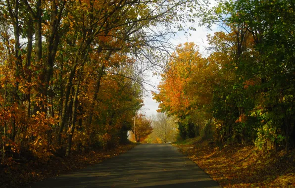 Fall, Дорога, Forest, Осень, Road, Autumn, Лес