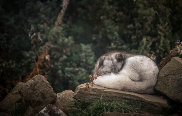 Картинка лес, серый, лежит, песец