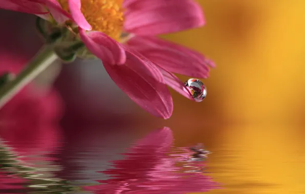 Картинка цветок, вода, природа, капля, macro, waterdrop