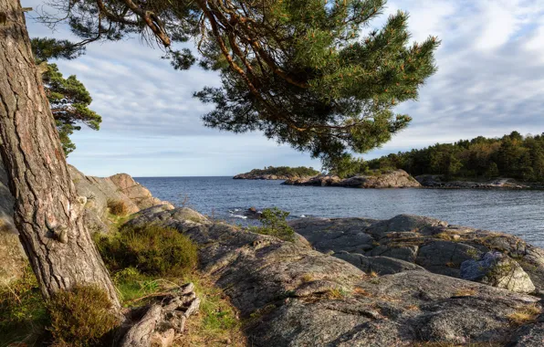 Море, камни, дерево