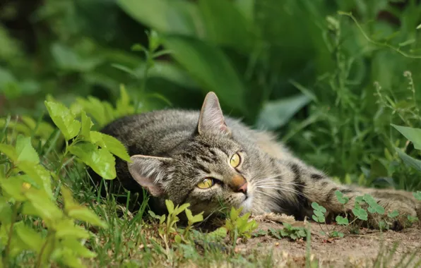 Зелень, кошка, лето, трава, кот, взгляд, листья, природа