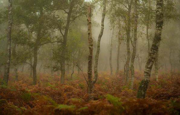 Картинка осень, лес, трава, деревья, туман