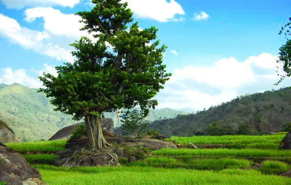 Зелень, поле, трава, горы, дерево, Природа, landscape, nature