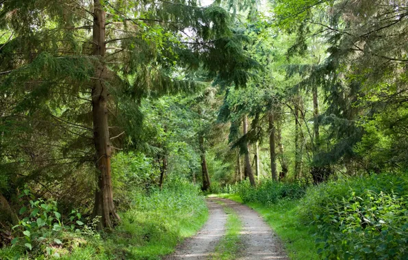 Картинка дорога, лес, природа
