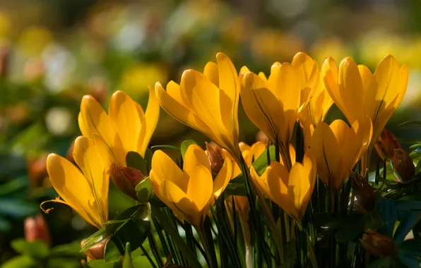 Картинка весна, крокусы, жёлтые, шафран