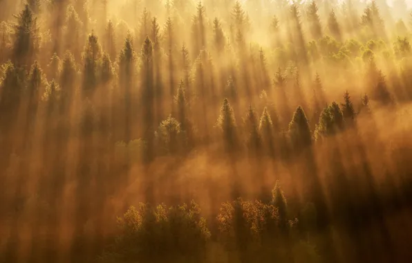 Картинка лес, свет, деревья, туман, утро, леса